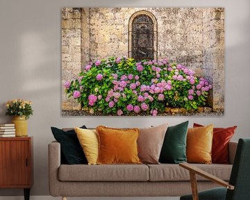 hortensias en fleurs contre le mur de la cathédrale