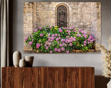 hortensias en fleurs contre le mur de la cathédrale