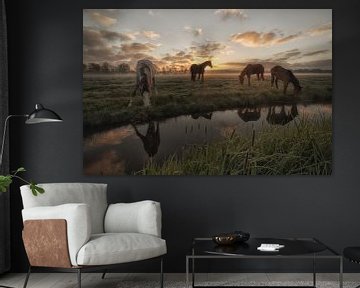 Paarden in de polder van Moetwil en van Dijk - Fotografie