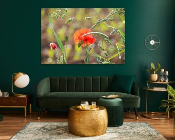 Bouquet de fleurs dans la nature. Coquelicot rouge vif, épis verts et arrière-plan flou. sur Robert Coolen