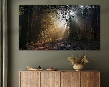 Sun rays in the forest