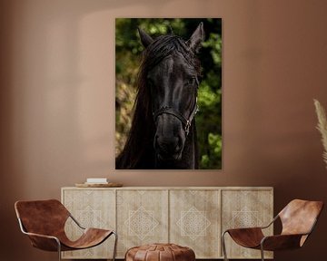 Nahaufnahme eines schwarzen Pferdes. von Brian Morgan