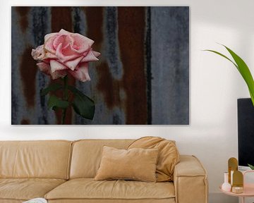 Roze roos
