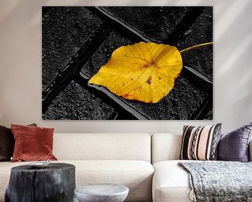 LICHT! Geel herfstblad op grijze bakstenen van images4nature by Eckart Mayer Photography