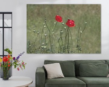 poppy&poppy sur marleen brauers