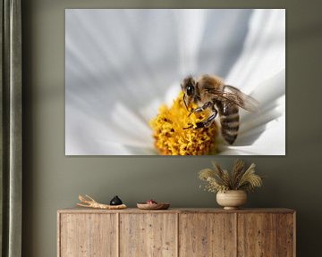 Honey bee in white flower by Ulrike Leone