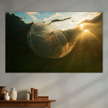 A different perspective on the jellyfish