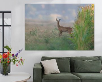 Un jeune chevreuil se tient le matin dans une prairie près d'un champ de maïs. sur Mario Plechaty Photography