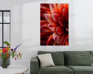 Dahlia kleurrijke foto print aan de muur | macrofotografie van Anouk Strijbos