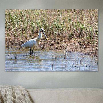 Natuur | Vogelspotten | Lepelaar | Texel