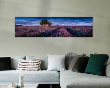 Lavender field in Provence in France. by Voss Fine Art Fotografie