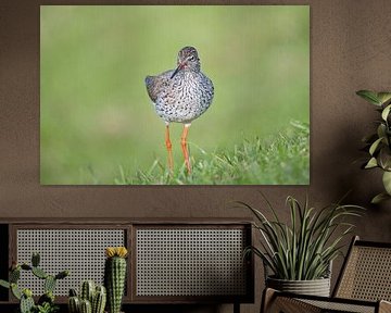 Redshank in the grass