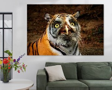Bengaalse tijger van Jonas Potthast