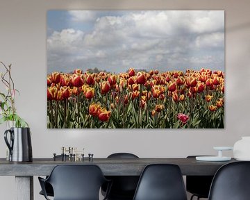 een tulpenveld met rood gele tulpen en een mooie lucht met wolken van W J Kok