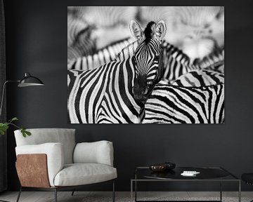 Zebra in dubbel zwart-wit van Omega Fotografie