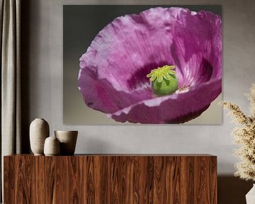 Purple poppy - Papaver paars van José Verstegen