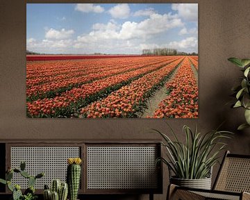 een tulpenveld met oranje tulpen van W J Kok