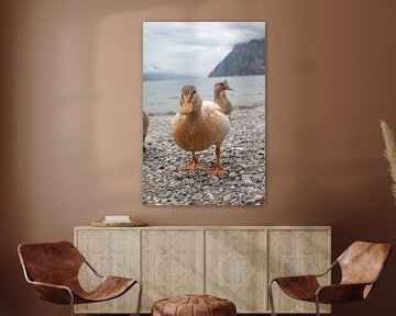 Neugierige Ente am Strand  des Gardasees by t.ART