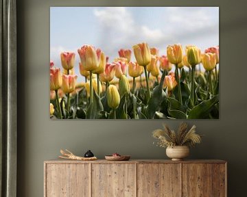pink yellow tulips in a tulip field by W J Kok