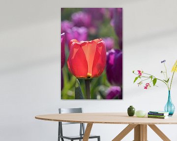 een romantische rode tulp in een paars tulpenveld van W J Kok