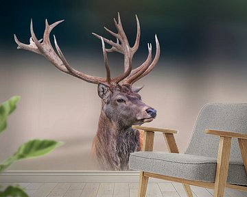 Male deer standing on a meadow by Mario Plechaty Photography