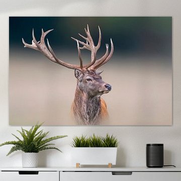 Männlicher Hirsch steht auf einer Wiese