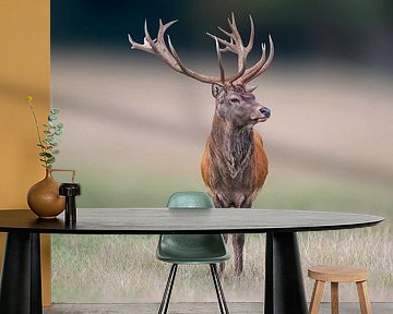 Male deer standing on a meadow by Mario Plechaty Photography