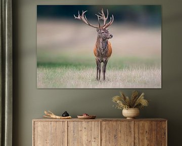 Cerf mâle debout dans une prairie sur Mario Plechaty Photography