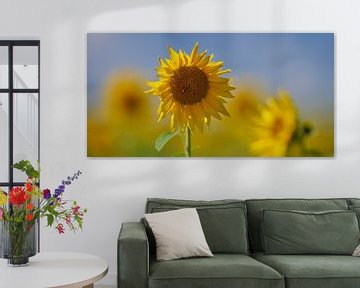 Field of sunflowers in the Auvergne region of France