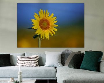 Champ de tournesols en Auvergne en France sur Kneeke .com