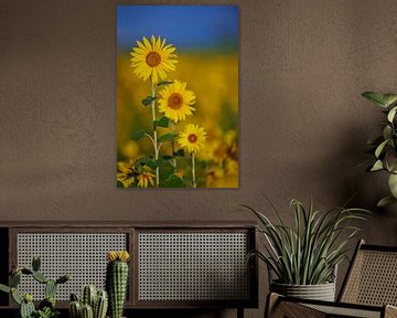 Veld vol zonnebloemen in de Auvergne in Frankrijk