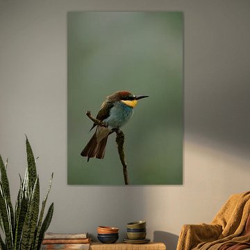 Buntes Bienenfresserchen