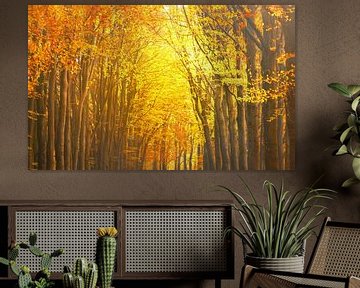 View in a Beech tree forest during the fall