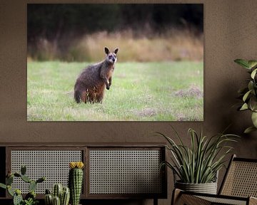 Moeraswallaby (Wallabia bicolor) van Dirk Rüter