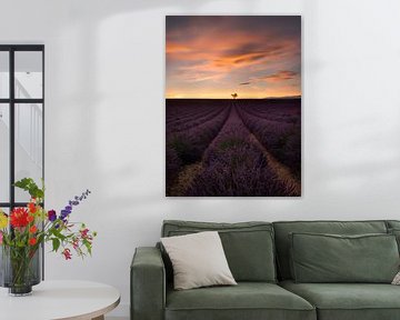 Champ de lavande en Provence, France, avec un arbre isolé. sur Voss Fine Art Fotografie