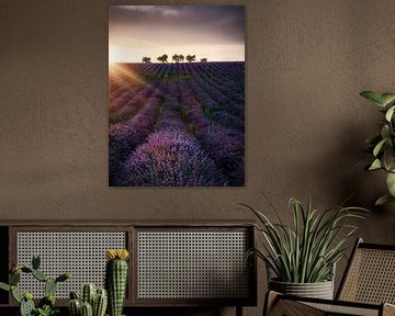 Bomen in een lavendelveld in Zuid-Frankrijk. van Voss Fine Art Fotografie