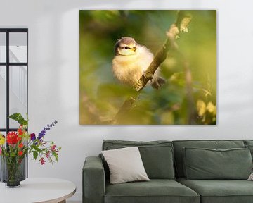 Jeune mésange bleue. Si attachant sur Natuurpracht   Kees Doornenbal