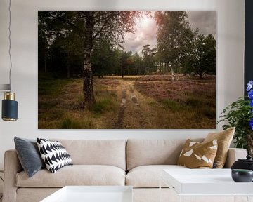 Parc national de Dwingelderveld sur Bo Scheeringa Photography