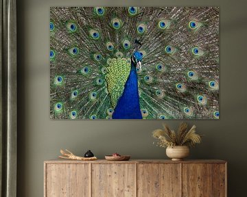 A peacock showing off its feathers by Bob Janssen