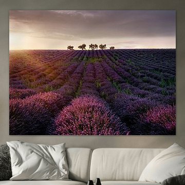 Bäume im Lavendelfeld in der Provence in Südfrankreich.