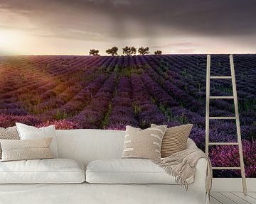 Bomen in een lavendelveld in de Provence in Zuid-Frankrijk. van Voss Fine Art Fotografie