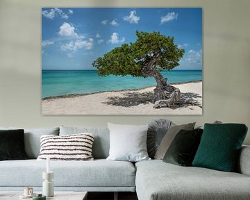 Divi divi tree on Eagle Beach, Aruba
