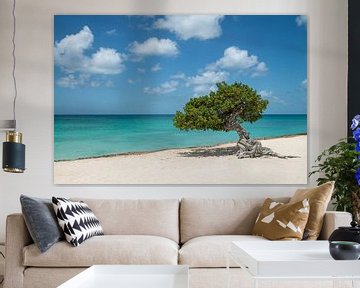 Fofoti (divi divi) tree in Aruba by Ellis Peeters