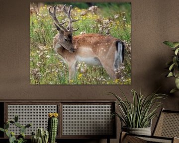 Fallow deer in AWD by Lies Bakker