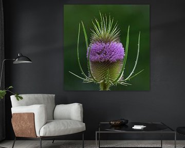 The teasel is photogenic