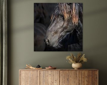 Portrait d'un cheval sur fond sombre sur Harrie Muis