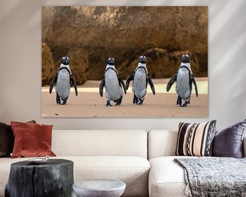 Penguins Boulders beach, trouble is coming by Jacco van Son