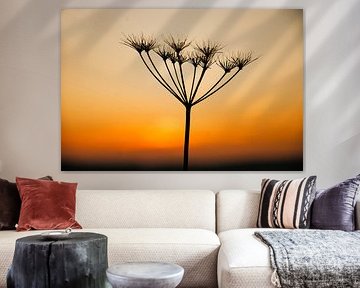 A spent flute weed at sunset by Natuurpracht   Kees Doornenbal