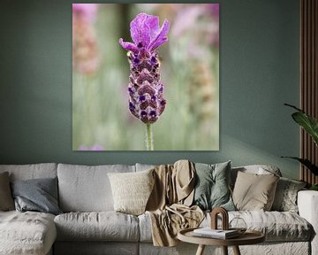 A lavender flower by Natuurpracht   Kees Doornenbal