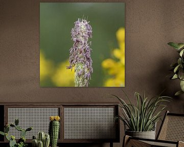 Eine einfache Grasblume. Das Besondere aus nächster Nähe von Natuurpracht   Kees Doornenbal